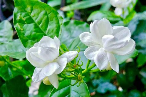 好一朵茉莉花|《好一朵茉莉花》和《好一朵美丽的茉莉花》为何这么像？